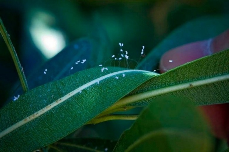 Udumbara misztikus virágai virágoztak - eljött a globális változás ideje