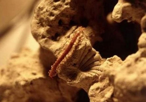 A múlt század rejtélyei, érdekes, történelem