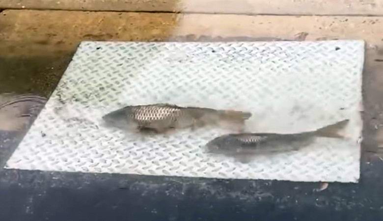 Titokzatos halak úsztak az út mentén