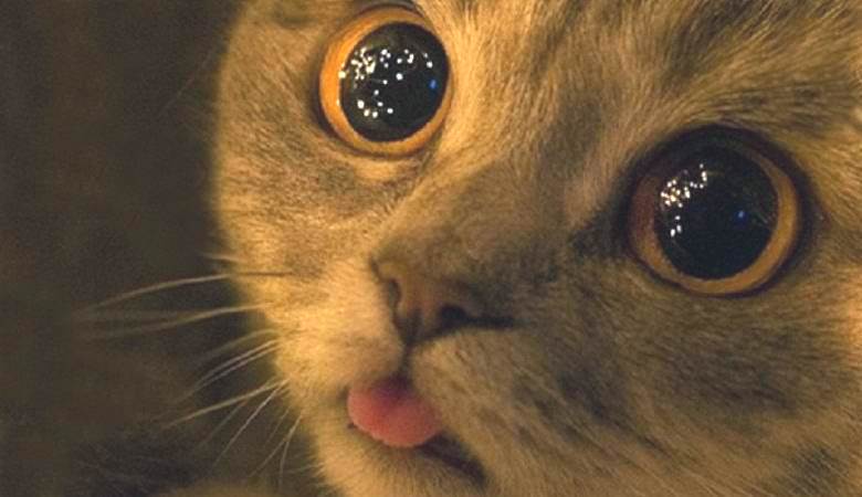 Titokzatos csillogó golyók az alagsorban érdeklődtek a macska iránt