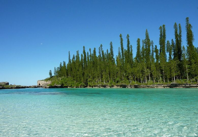 Titokzatos Cook fenyők