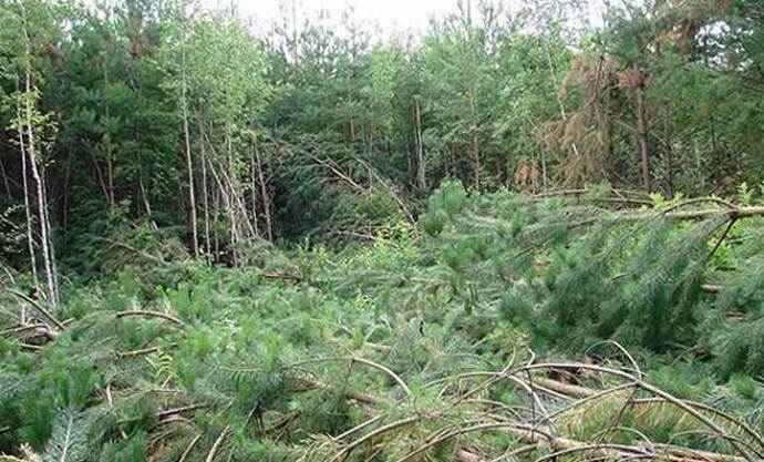 Titokzatos fák esése