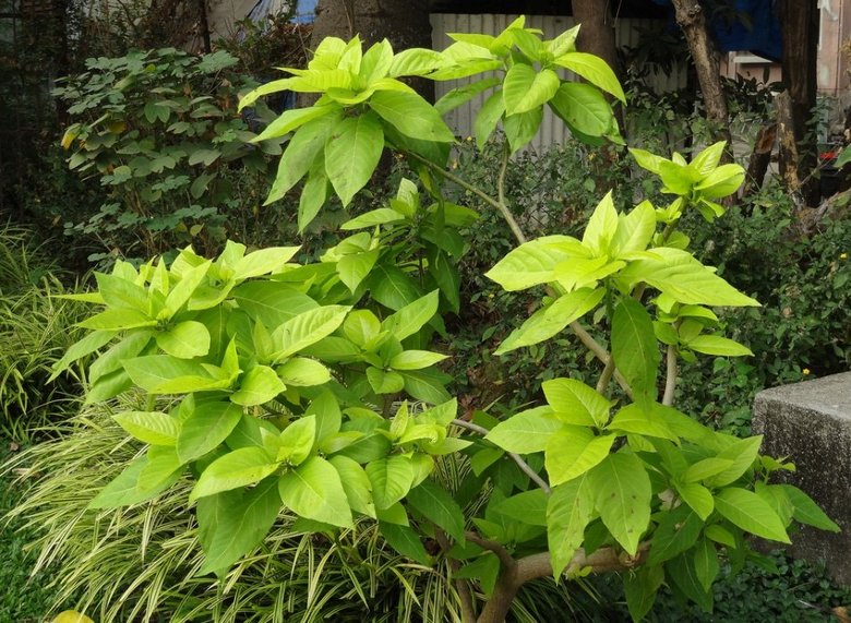 Egy titokzatos fa, amely ugyanúgy megöli a madarakat.