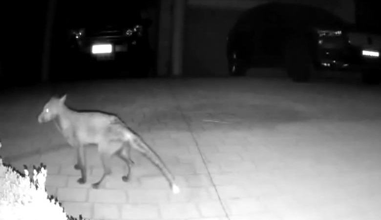 A titokzatos lény bejutott a kamerába