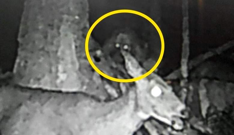 Egy titokzatos ragyogó lény, ragyogó szemmel esett egy kamerába az erdőben