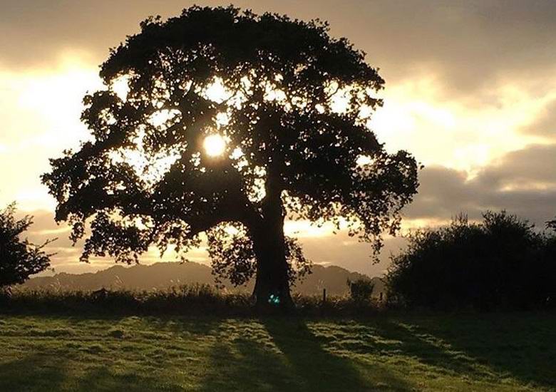 Titokzatos ragyogás merült fel egy lógó elm háttérrel