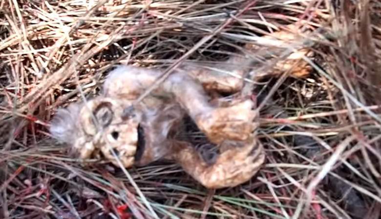 Egy hóember embrióját találták az erdőben