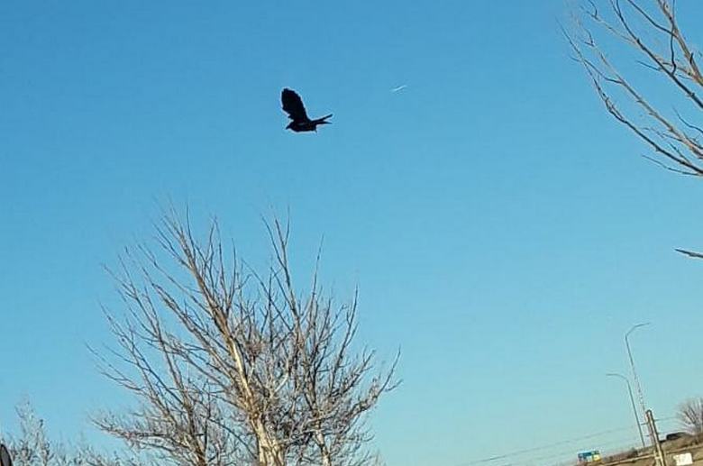 Egy madár megfagyott az égen: hibás a mátrixban, vagy csak hamis?
