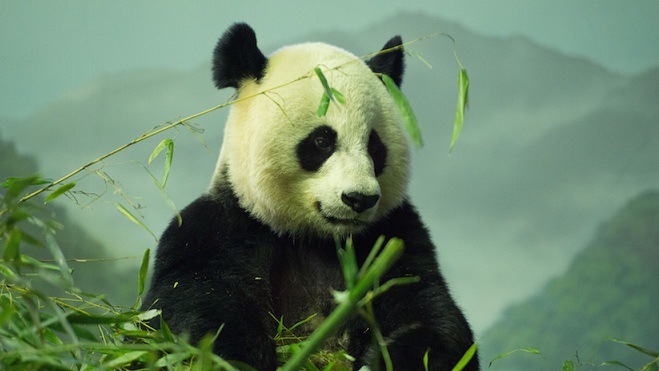 Föld - az élőlények globális kihalása szélén