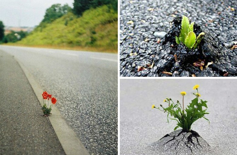 Az élet szomja, a természet nagy hatalmának megnyilvánulásaként