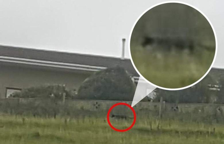 Egy nő háromszor fényképezte a cumbriai mitikus fenevadat