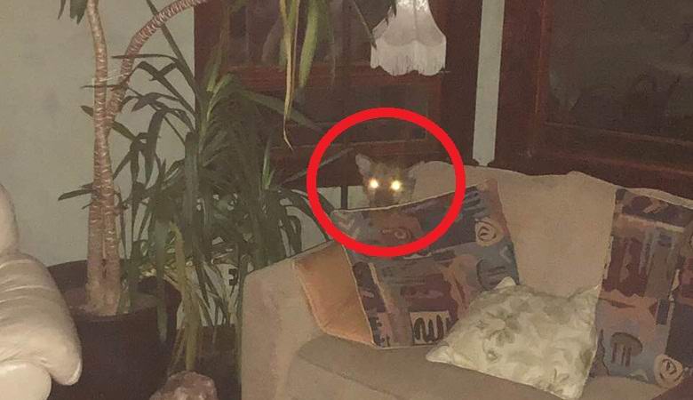 A nő azt állítja, hogy telepatikusan vad puma vezetett a házából