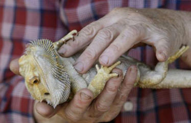 Egy oregoni lakos újraélesztette a gyíkot, és szívmasszázsot adott neki.