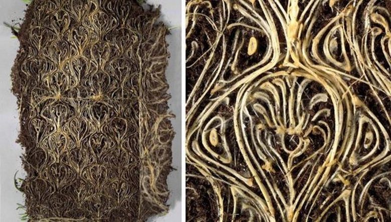 Élő képek, majd egy élő könyv