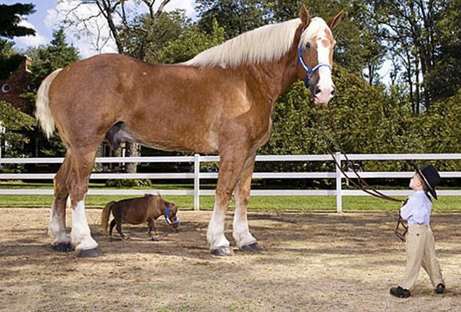 Az állatok óriások