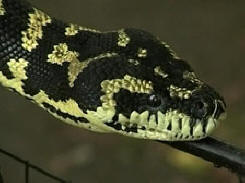 Kígyók megtámadták az amerikai bíróság épületét