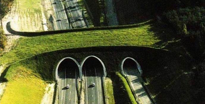 Tudsz állati hidakról?